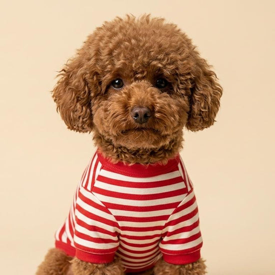 Tailmi Paws Vibrant Passion Dog Shirt Detail shot