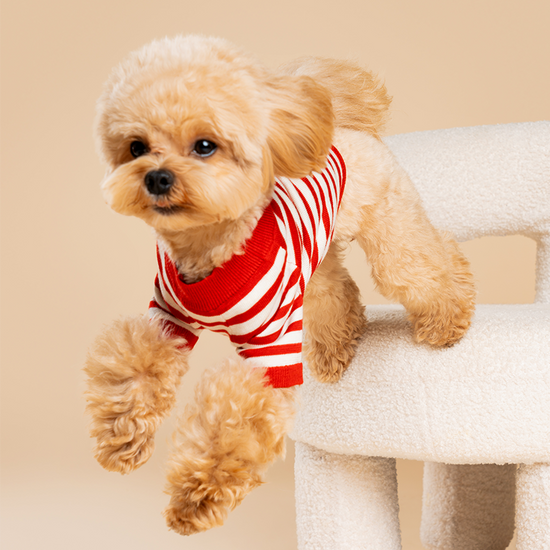Strawberry Candy Knit Striped Shirt
